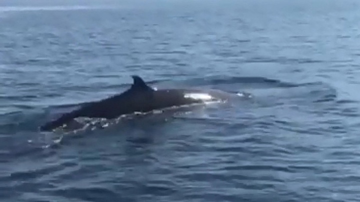 Whale spotted off coast of Cu Lao Cham archipelago