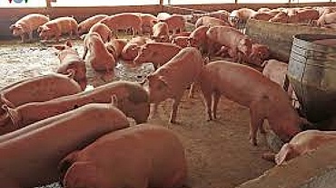Trại lợn xả thải gây ô nhiễm môi trường ở Hà Nội
