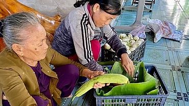 Góp rau củ, cá tươi ngon gửi vào TP.HCM: Tình đồng bào chạm đến trái tim