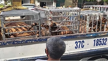 17 tigers illegally kept in captivity in central Vietnam