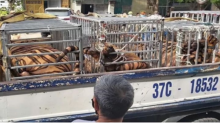 17 tigers illegally kept in captivity in central Vietnam