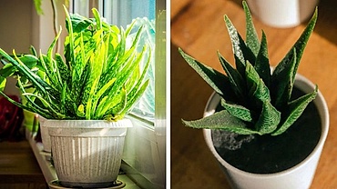 Những loại cây cảnh dễ chăm sóc mang lại vẻ đẹp cho ngôi nhà của bạn
