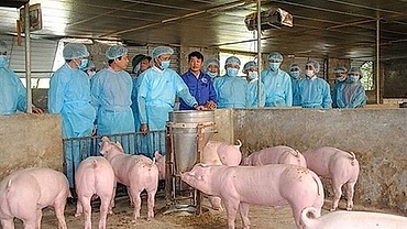 Dabaco strives to announce result of ASF vaccine research by December