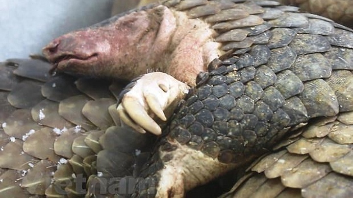 Response to wildlife-related violations reaches 97.6%: Report