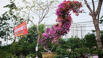 Độc bản Tết 2022: Hoa giấy dáng rồng giá 250 triệu đồng