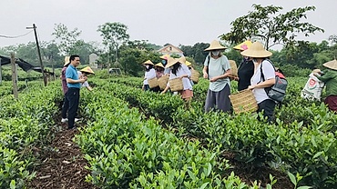 Thái Nguyên trong top điểm đến tuyệt nhất thế giới cho du khách "nghiện trà"