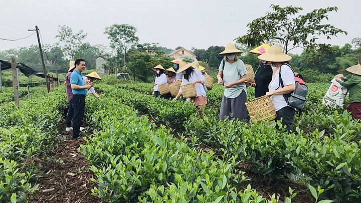 Thái Nguyên trong top điểm đến tuyệt nhất thế giới cho du khách "nghiện trà"