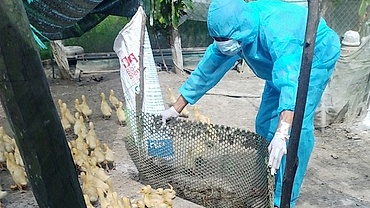 Avian influenza H5N1 epidemic breaks out in Quang Tri