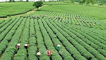 Green agriculture: Vietnam’s efforts to reduce carbon footprint