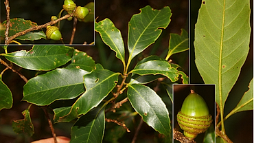 Swiss fund sponsors conservation of Lam Dong’s endemic oak species