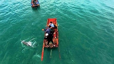 Quang Ninh: Stranded dolphin rescued in Co To