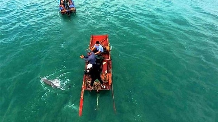 Quang Ninh: Stranded dolphin rescued in Co To
