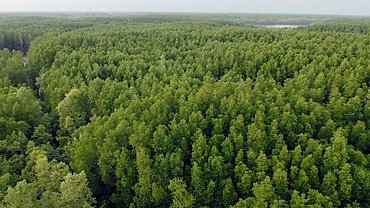 Can Gio mangrove forest an eco-friendly escape