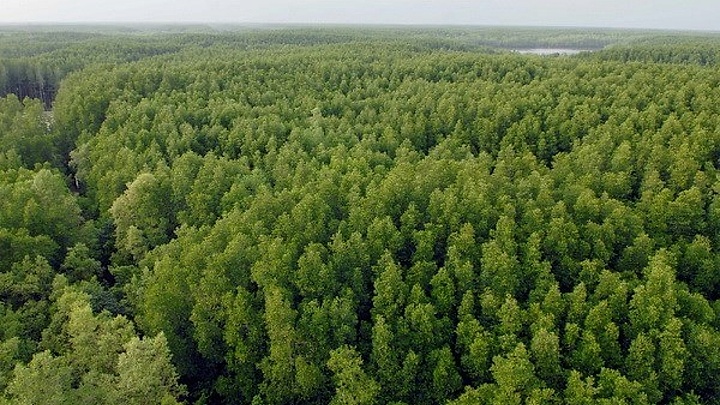 Can Gio mangrove forest an eco-friendly escape