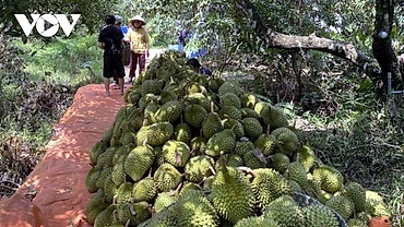 Khuyến cáo không ồ ạt trồng cây sầu riêng