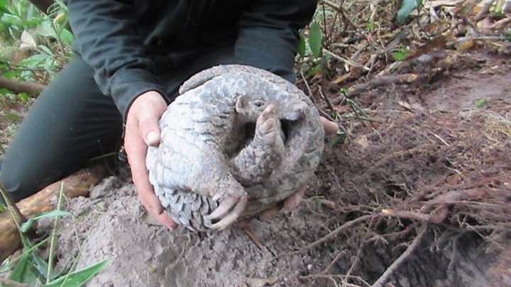 Quang Nam: Tam Ky city launches ‘Say No to wildlife’ campaign