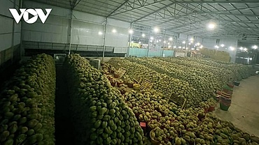 246 mã số vùng trồng sầu riêng được phê duyệt để xuất khẩu sang Trung Quốc