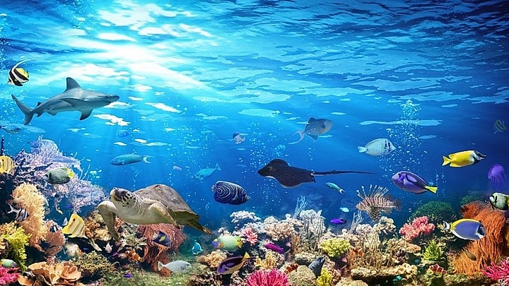Vietnam protects marine biodiversity