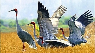 Dong Thap rolls out measures to develop red-headed crane population