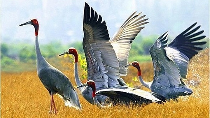 Dong Thap rolls out measures to develop red-headed crane population