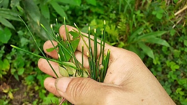 Cây dại không hoa không hạt, hóa ra là “mỏ vàng” ở Việt Nam