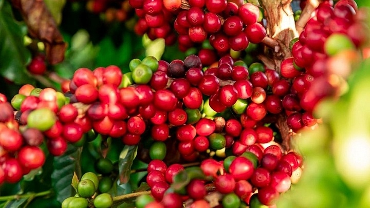 Giá cà phê hôm nay 18/5: Giá cà phê dao động trong khoảng 87.100 - 87.800 đồng/kg