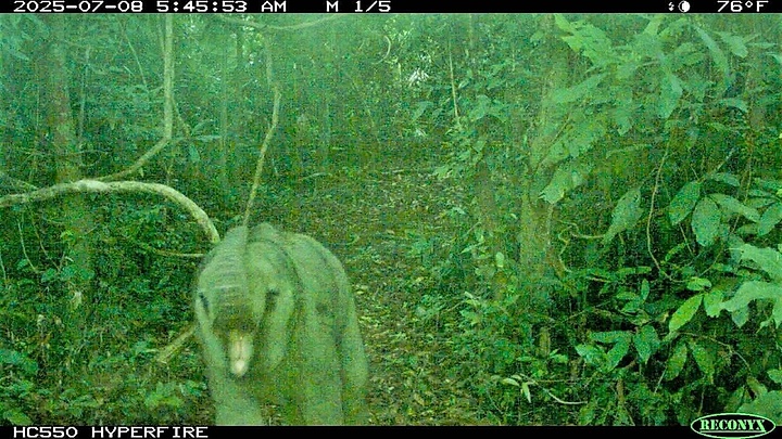 Newborn elephant calf spotted in Da Nang’s habitat conservation area