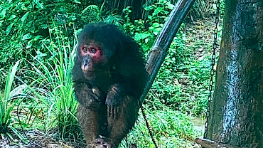 Rare monkey species released back into the wild in Quang Tri