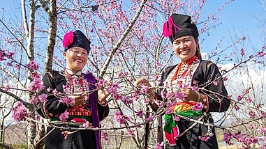 Early cherry blossoms bring colour to Vietnam’s northern borderland