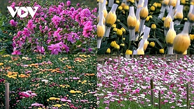 Hanoi flower growers rush to prepare for Lunar New Year demand