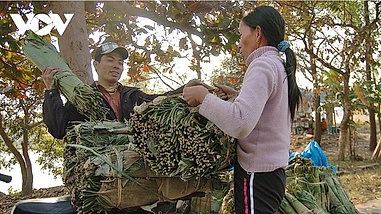 Tranh Khuc banh chung village gears up for Tet