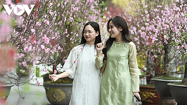 Color-rich spring flower display at Ly Thai To Flower Garden in Hanoi