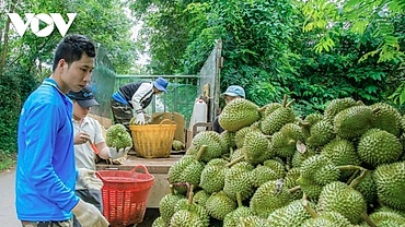 Billion-dollar durian exports face challenge of balancing markets
