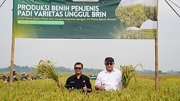 Indonesia canh tác các giống lúa đột biến từ công nghệ chiếu xạ hạt nhân