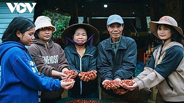 Giá cà phê hôm nay 14/5: Giá cà phê trong nước cao nhất ở mức 88.000 đồng/kg
