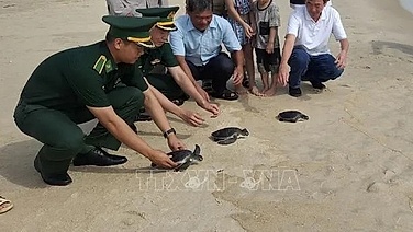 Three rare sea turtles released back into the sea off Quang Tri province