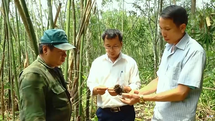 Gần 10.000 ha rừng vầu ở Thanh Hóa bị chết, người dân gặp khó khăn