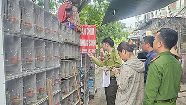 Phát hiện ba trường hợp nuôi nhốt gần 1.000 chim hoang dã ở Hải Phòng