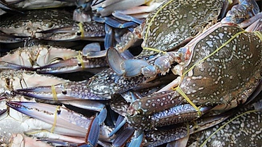 US recognizes equivalency of Vietnam’s crab fishery under MMPA