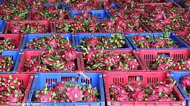 Vietnam strives to sustain dragon fruit exports to EU