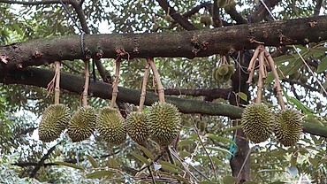 Nông dân ở thủ phủ sầu riêng Đồng Nai mòn mỏi chờ trung tâm kiểm nghiệm