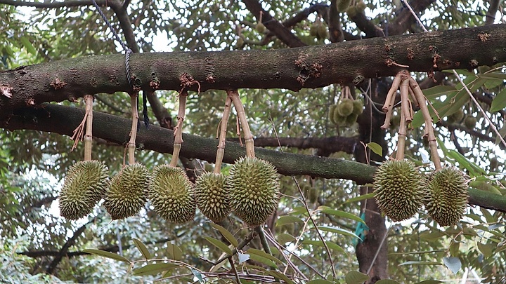 Nông dân ở thủ phủ sầu riêng Đồng Nai mòn mỏi chờ trung tâm kiểm nghiệm