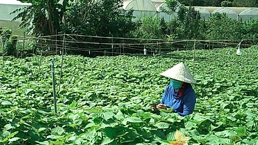 RoK supports sesame farming development project in Vietnam