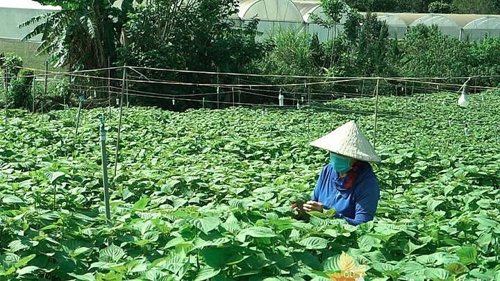 RoK supports sesame farming development project in Vietnam
