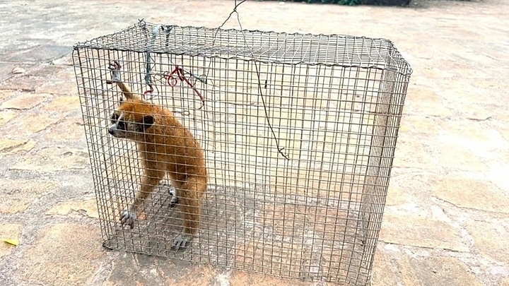 Rare pygmy slow loris released back into the wild