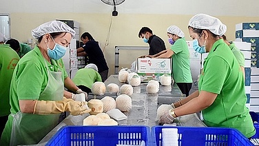 Từ quả bán đầy vỉa hè đến ngành hàng tỷ usd: Dừa Việt đang được thế giới săn lùng