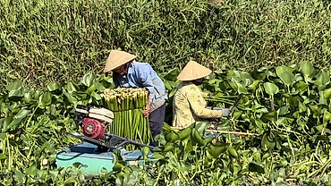 Nông dân Cần Thơ trồng lục bình cho thu nhập cao