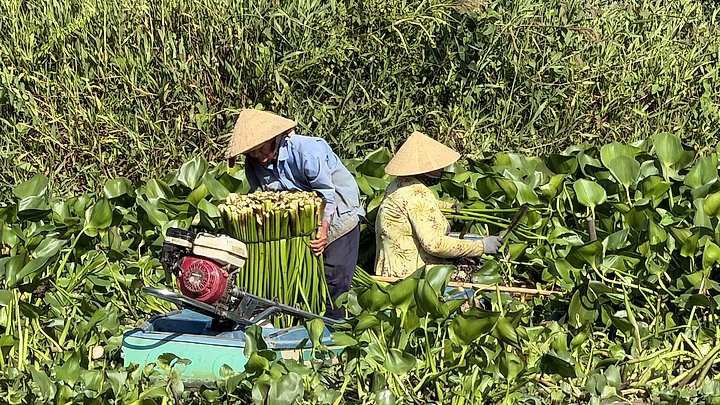 Nông dân Cần Thơ trồng lục bình cho thu nhập cao