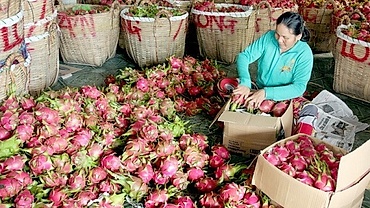 RoK – potential market for Vietnam’s fruit-vegetable exports