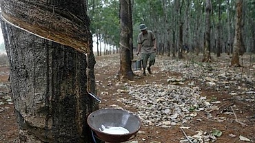 Vietnamese rubber growers plan sell-offs as prices crash